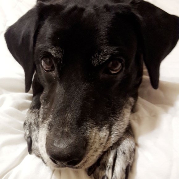 Meet your Posher, Megan 💕 - Picture 4 of 5